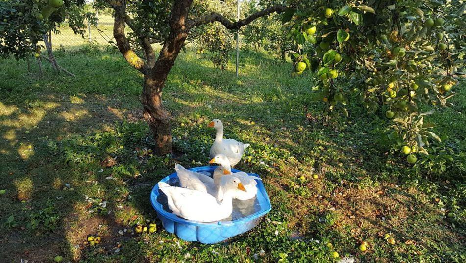 Bed And Breakfast - Die Aelplersuit Fuer Backpackers Im Berghuesli Linthal 外观 照片